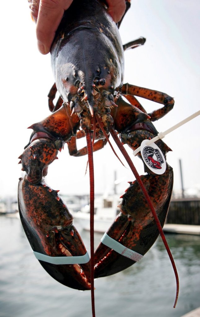 A lobster with a “Certified Maine Lobster” tag is held by a dealer in Portland. A law taking effect on July 1 will allow for an expanded variety of processed lobster products, helping Maine compete with Canadian processors.