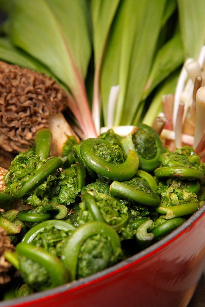 The appearance of fiddleheads in markets is a sure sign of spring.
