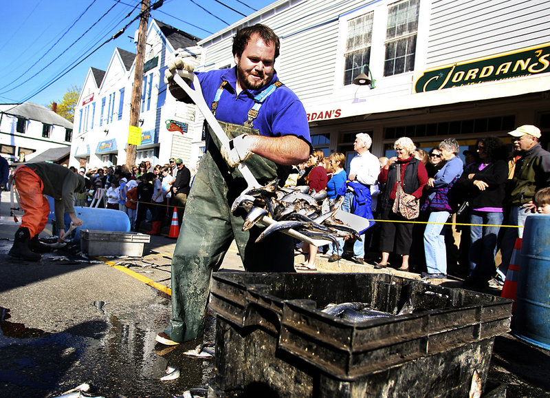 Travis Burnham of Boothbay shovels herring into trays during the bait-shoveling race. Burnham, a sternman on the Pesky Woman, finished third. The winner of the competition won a barrel of bait.