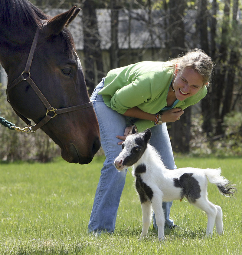 Dr. Rachel Wagner watches Sunday as her three-day-old pinto stallion Einstein meets a full-sized horse in Barnstead, N.H. Einstein, who weighed 6 pounds at birth, could lay claim to the world record for lightweight foal – listed as 9 pounds in the Guinness Book of Records.