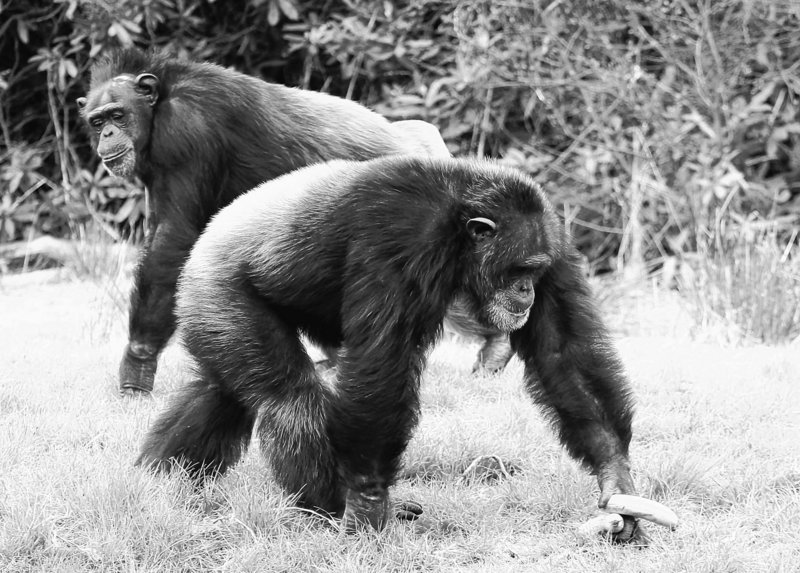 Chippy, right, and Rosie are two of the chimpanzees studied at a wildlife park in Scotland. In the research project, the animals appeared to comfort a terminally ill chimp in the hours before she died. One researcher said zookeepers ought to re-evaluate the practice of removing critically ill animals from a group, to allow a sense of closure when one dies.