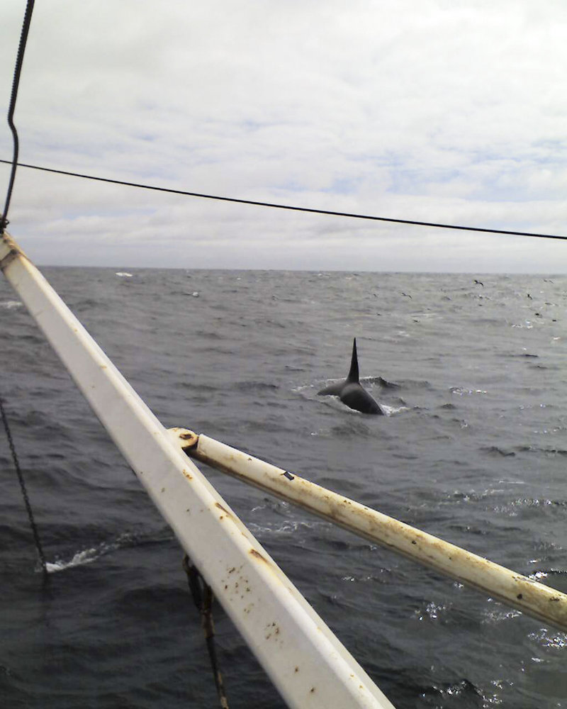 Trawler captain Billy Train of Falmouth photographed this killer whale while fishing off the coast of Massachusetts. Although such sightings are rare, it was the second time for Train, who said he saw two orcas while fishing in 2005.