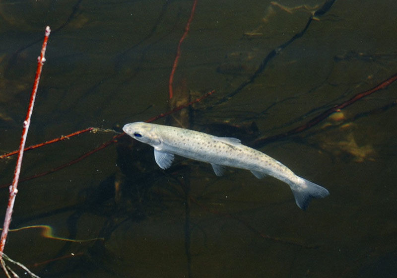 An Atlantic salmon smolt swims near the surface of the Saco River, in Biddeford, after 8,000 of the fish were stocked in April 2009.