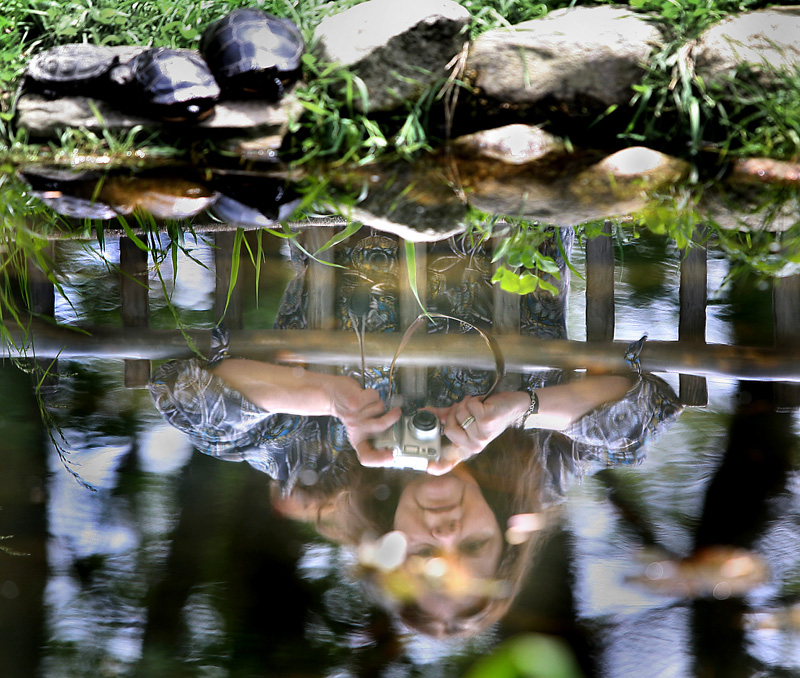 Sherry Putnam of Cape Elizabeth is reflected in the turtle pond as she photographs several painted turtles.