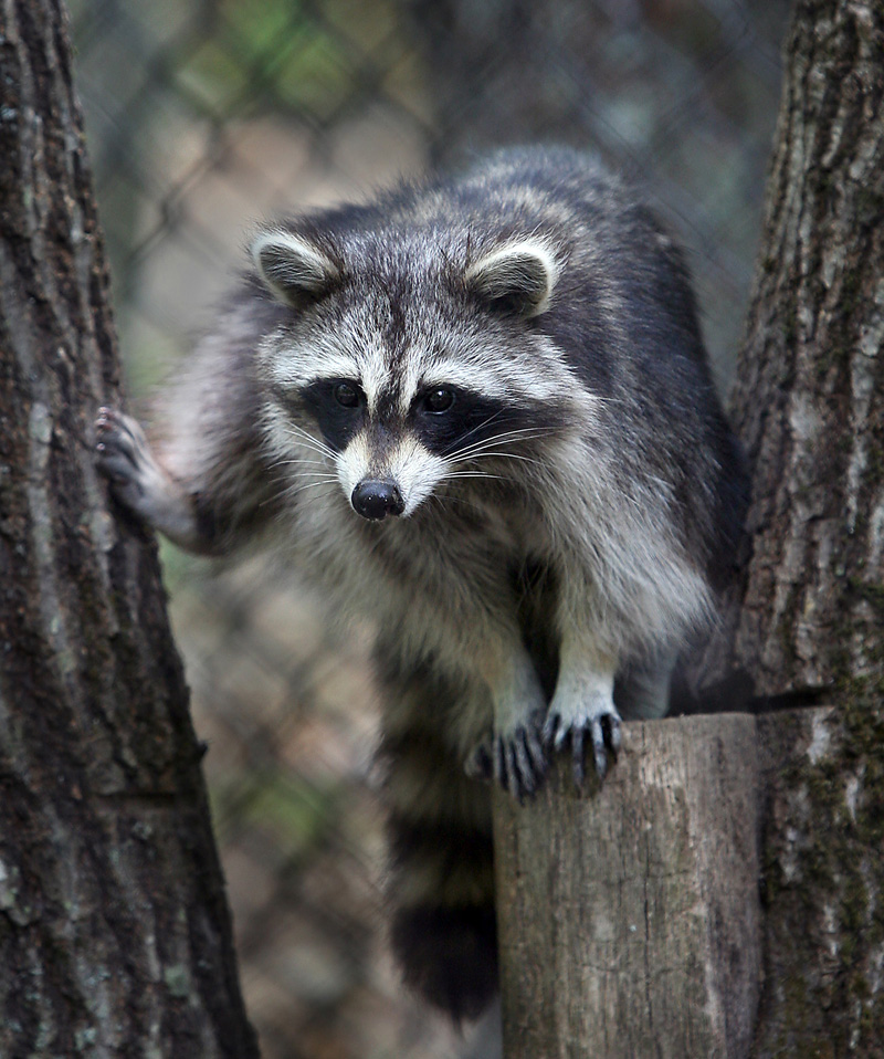 A raccoon rests between two trees along the new small mammal exhibit trail at the Maine Wildlife Park.
