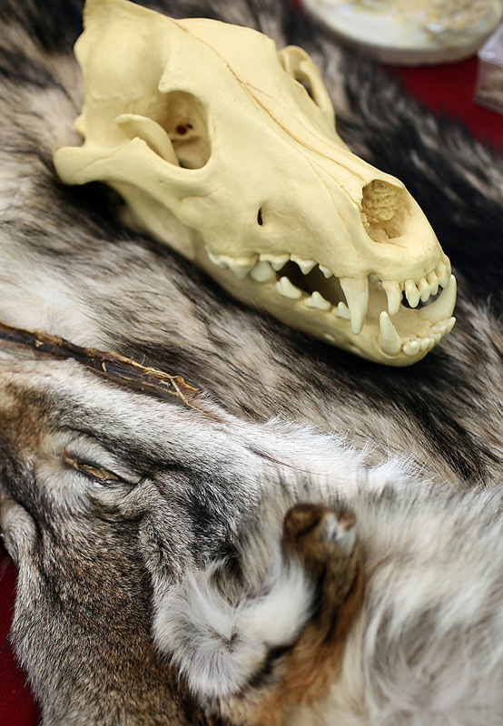 The Loki Clan Wolf Refuge display included wolf skulls such as this one resting on a pelt.