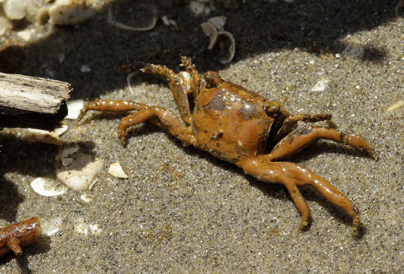 An oil-covered crab is seen on a beach at the mouth of the Mississippi River near Venice, La. Oil from last month's Deepwater Horizon oil rig explosion in the Gulf of Mexico has started drifting ashore along the Louisiana coast.