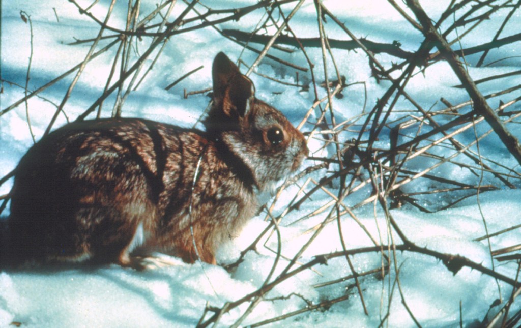 The 40-acre property includes a habitat restoration project for the endangered New England cottontail rabbit.