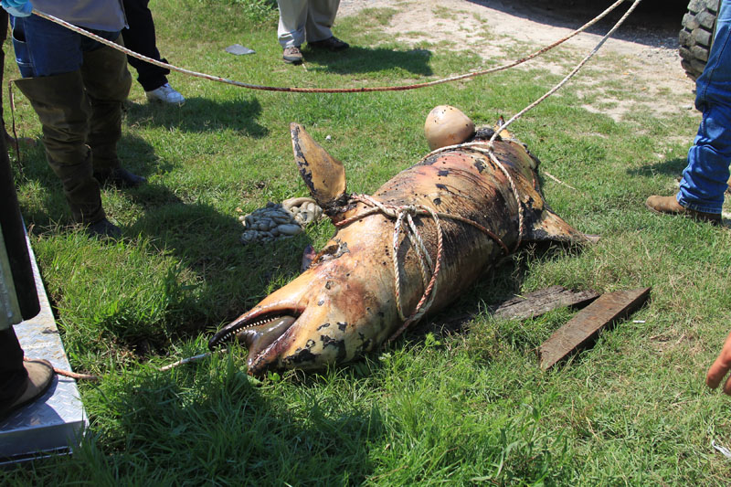 In this photo provided by the Plaquemines Parish, La., government, a dead oil-covered dolphin lies on the ground in Venice, La. The dolphin was spotted on during a fly-over of the southwest area of the Mississippi River by U.S. Fish and Wildlife officials.