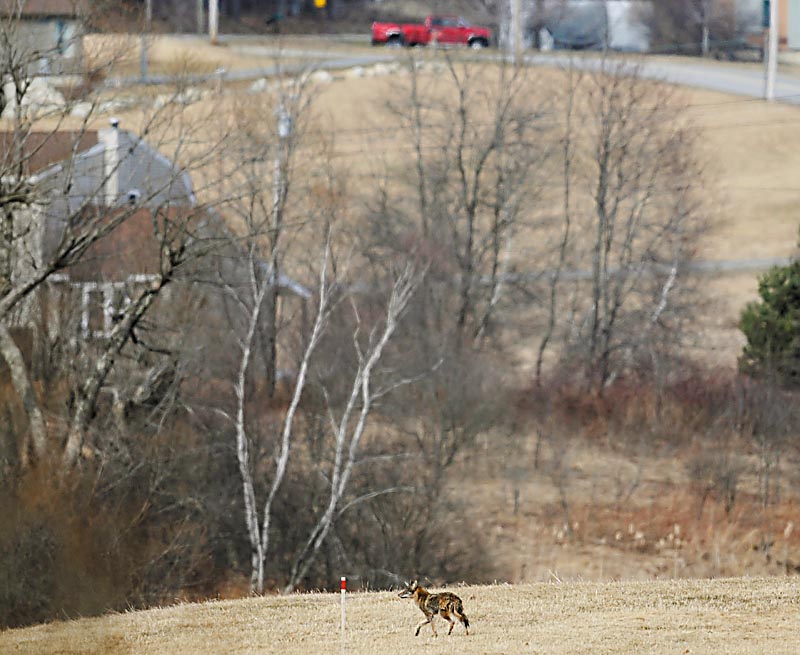 A coyote roams next to a development in Hallowell recently. A Maine conservation biologist working with a national advocacy group says efforts to protect domestic animals from coyotes often have the opposite effect.