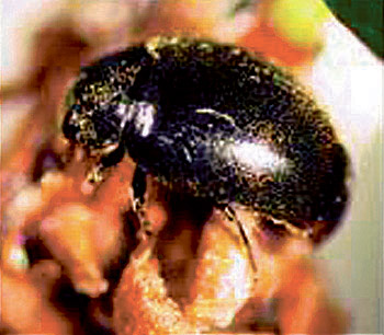 A predatory lady beetle eats the hemlock woolly adelgid.