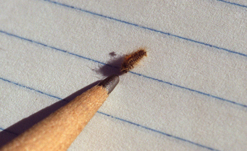 A browntail moth caterpillar compared to a pencil point. Brown tail