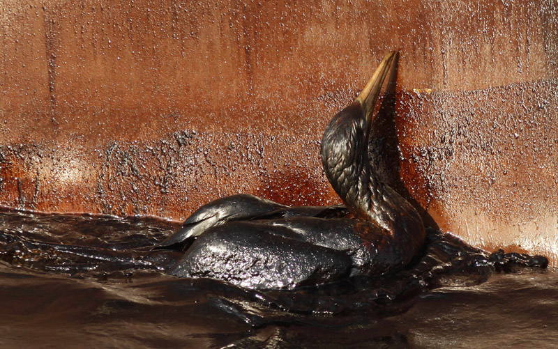 An oil soaked bird struggles Sunday against the side of the HOS an Iron Horse supply vessel at the site of the Deepwater Horizon oil spill in the Gulf of Mexico.