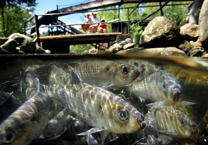 Alewives travel through the Damariscotta Mills fishway in 2005. Their annual spawning migration is a sign for saltwater anglers that the striped bass that eat alewives are not far behind.