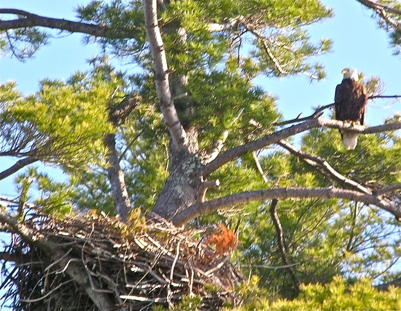 The writer’s four-hour, seven-mile paddle yielded an astounding 10 eagle sightings