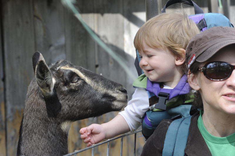 Cole Sawyer, 15 months old, and his mother Melissa Handschke of Rockland enjoy the goats during an open farm day in Appleton.