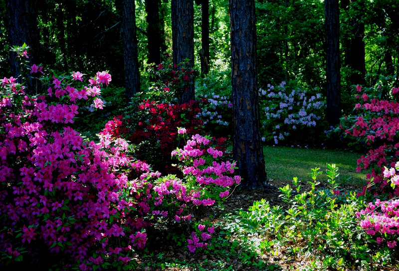 Azaleas are indeed rhododendrons and will add weeks of great color in woodland settings.