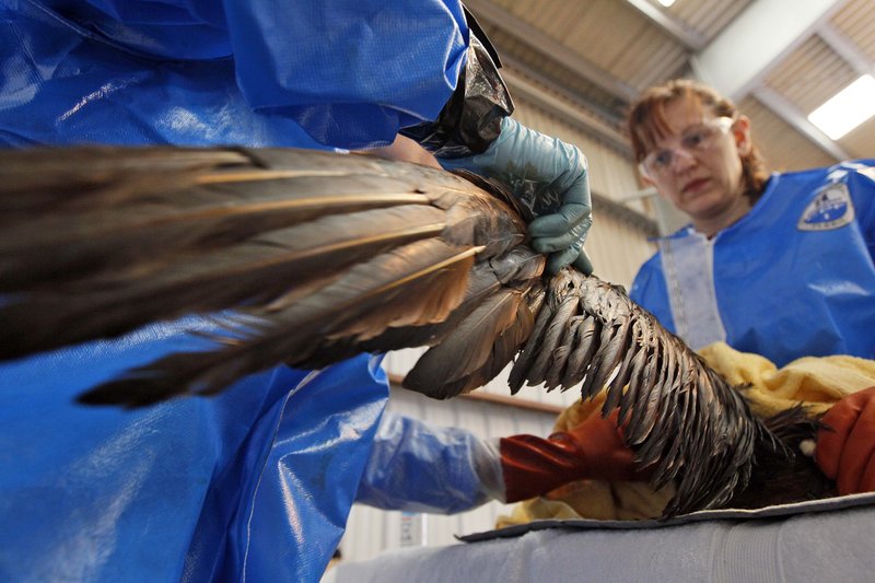 Dr. Erica Miller, left, and Danene Birtell of Tri-State Bird Rescue and Research work to help an oil-covered Northern Gannet. The bird is normally white when full grown.