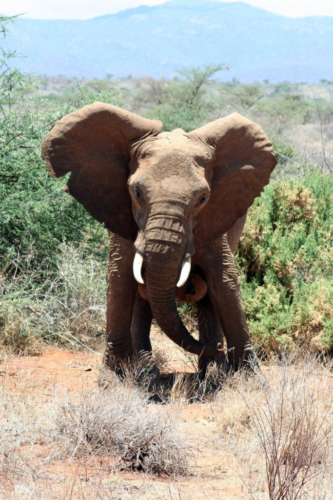 An elephant shakes its head on hearing the sound of bees in Kenya’s Samburu National Park. Researcher Lucy King, who took this photo, speculates that stringing hives around African farmers’ crops could solve an inter-species conflict.