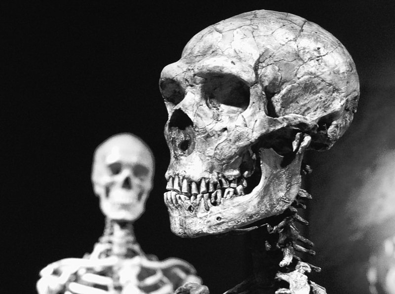 A reconstructed Neanderthal skeleton, right, and a modern human version of a skeleton are on display at the Museum of Natural History in New York.