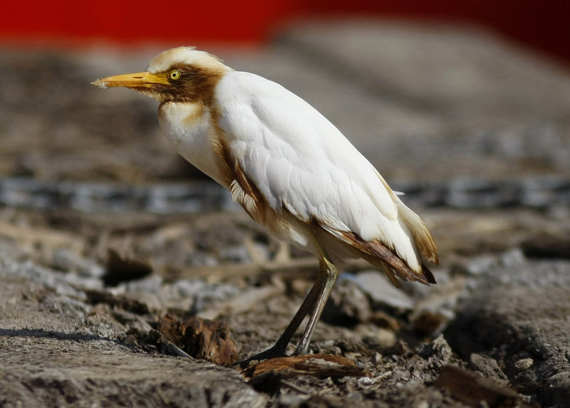 An oil-stained cattle egret rests on the deck of the supply vessel Joe Griffin at the site of the Deepwater Horizon oil spill containment efforts off the coast of Louisiana on Sunday.