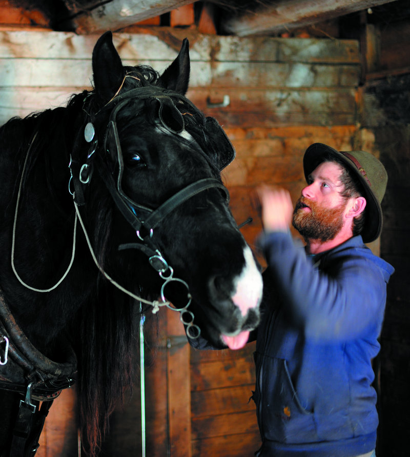 Sam Hazlehurst harnesses his Percheron gelding Tonka for a day of work at Smith Farm in Troy.