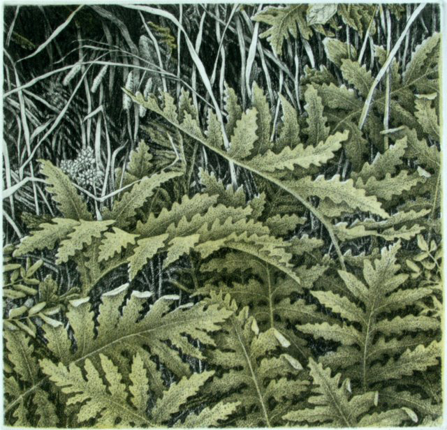 J. Ann Eldridge’s etching and aquatint “Wetland – Late Summer”