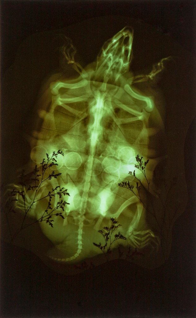 Maggie Foskett's "Gertrude Has Nine Eggs" X-ray (green turtle with eggs)