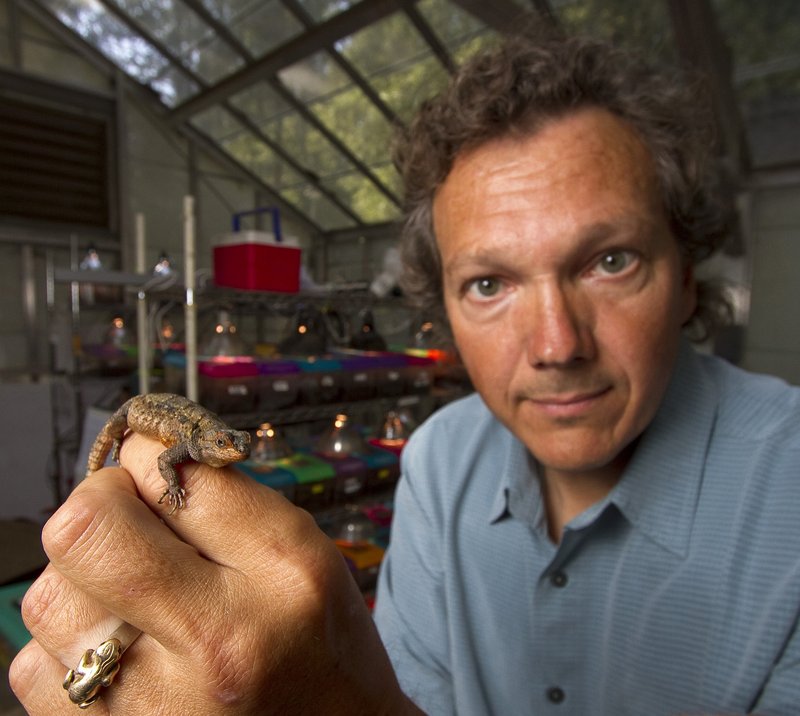 Barry Sinervo of the Department of Ecology and Evolutionary Biology at the University of California, Santa Cruz, holding a pregnant mesquite lizard, one of the species he is studying, in this photo provided by Science magazine.