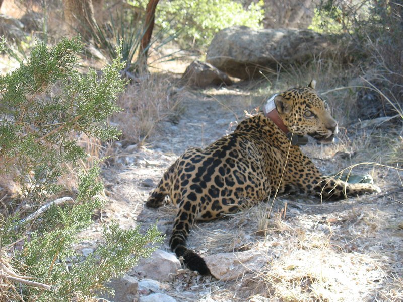 An Arizona Game and Fish Department photo shows a collared jaguar nicknamed Macho B. Emil McCain, a southern Arizona biologist, pleaded guilty Friday to a misdemeanor federal charge for the rare big cat’s trapping and death.