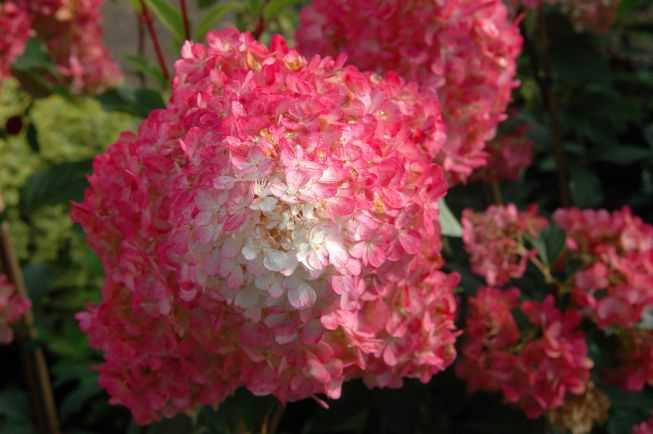 The Vanilla Strawberry, a pink and white variegated hydrangea, is a new plant expected to be popular this year.