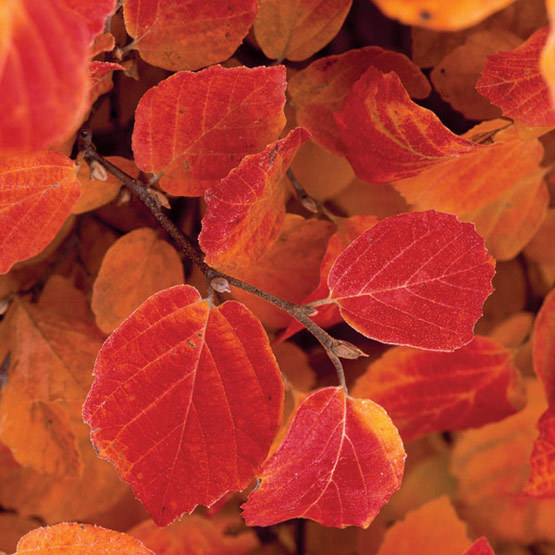 'Red Licorice’ fothergilla, left, produces white flowers and grows 6 to 8 feet tall.