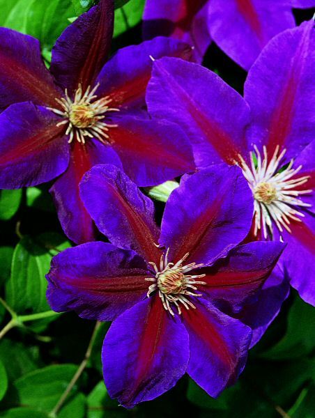 The "Anna Louise" clematis
