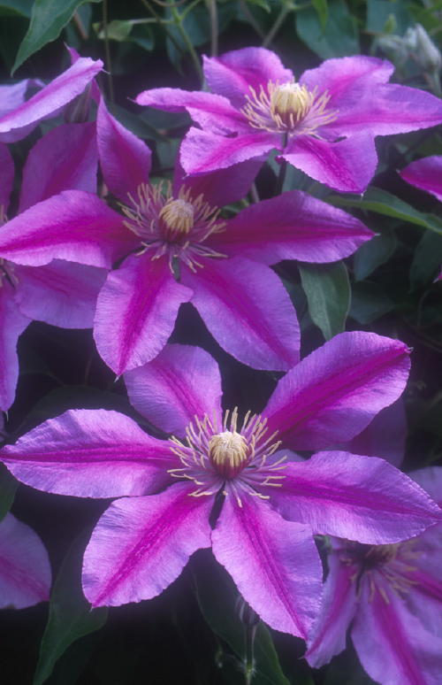 'Sugar Candy’ is a lovely example of improvements in clematis, according to Tom Estabrook of Estabrook’s in Yarmouth.