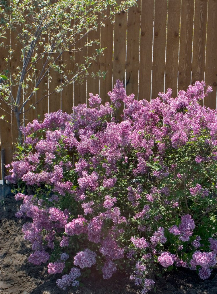 The new Bloomerang lilac will rebloom later in the summer.