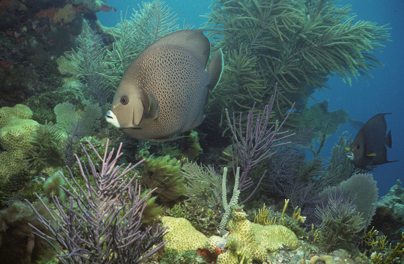 Image provided by NOAA shows a gray angelfish swimming amongst soft corals in the Florida Keys. Despite BP siphoning oil spewing into the Gulf of Mexico, worries escalated about the ooze reaching a major ocean current that could carry it through the Florida Keys.