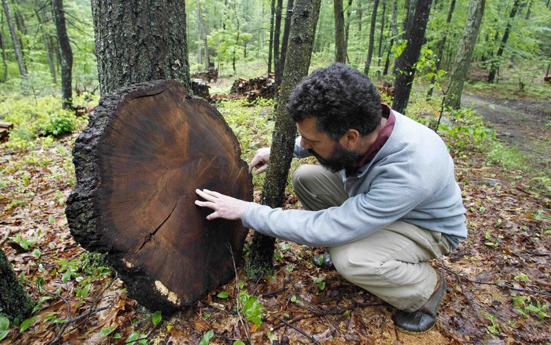 Brian Donahue, associate professor of American Environmental Studies at Brandeis University, examines an oak tree on protected conservation land in Weston, Mass. He is co-author of a report that says New England forest cover is declining.