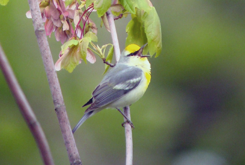 A Brewster’s warbler recently spotted in Saco. The Brewster’s warbler is the product of a first-generation cross between a blue-wing and a golden-wing.