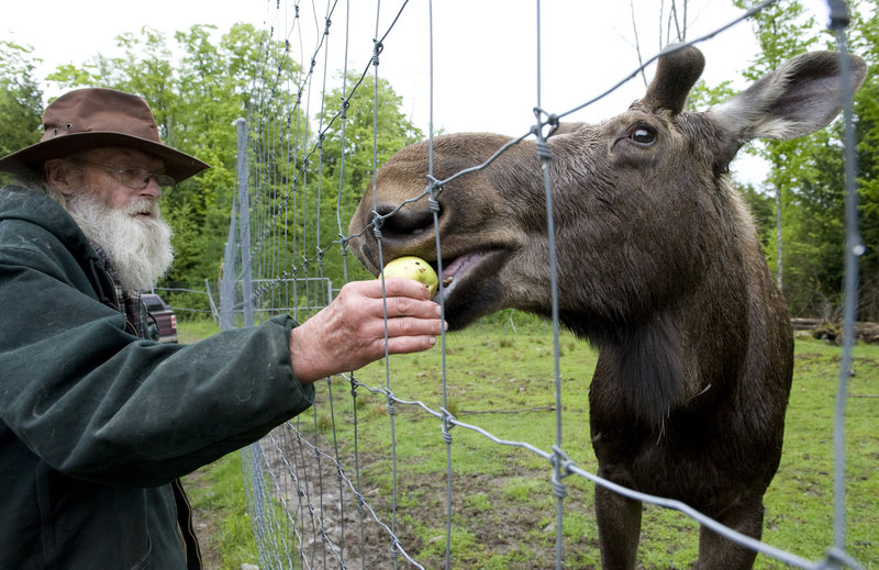David Lawrence of Albany, Vt., feeds Pete the Moose this week at a game preserve in Irasburg, Vt. Pete’s treats include hay, apples and the occasional candy bar.