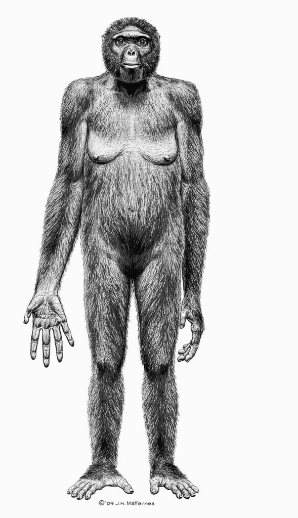 Artist’s rendering provided by the journal Science shows the probable appearance of Ardipithecus ramidus, also known as “Ardi.”