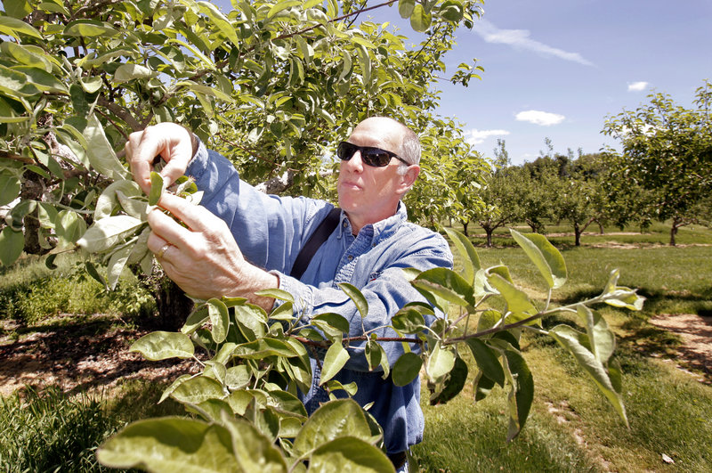 Greg Sweetser examines damaged blossoms in his family's orchard, Sweetser's Apple Barrel and Orchards in Cumberland. Three straight nights of frost in May ruined apple blossoms in some orchards, and probably will cause a smaller harvest this fall.