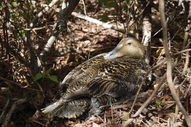 Special transmitters have been placed in the abdomens of four common eider ducks nesting in Casco Bay. Researchers are tracking the movements of the birds, and hope to learn this winter whether they spend time in offshore areas where floating, wind energy projects may be developed.