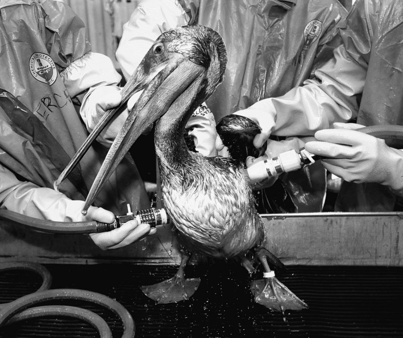 A Brown Pelican is cleaned at the Fort Jackson Wildlife Rehabilitation Center at Buras, La. The bird was rescued after being exposed to the oil spill in the Gulf of Mexico caused by the explosion of the Deepwater Horizon oil platform on April 20 that killed 11 workers.