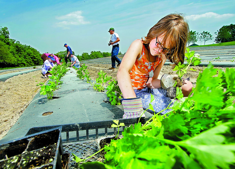 Dylan Munn, 12, of York plants celery on Sunday at Zach's Farm in York. Members of the Coastal Clovers 4-H Club were at the farm planting a garden for Foods for Families, which supplies local food pantries.