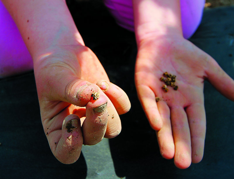 Grace Ciccarelli, 12, of York separates a swiss chard seed.
