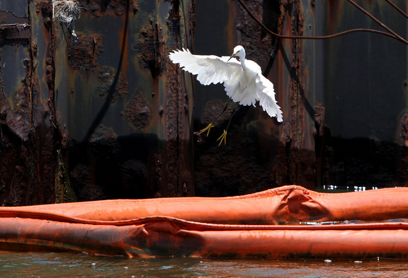An egret lands on boom at Bayou Caddy in Hancock County, Miss., on Thursday as efforts continue to contain the oil spill in the Gulf of Mexico. With hurricane season starting Tuesday, some fear damaging winds and large waves will push oil deeper into estuaries and wetlands.
