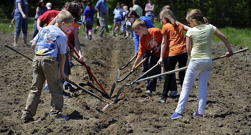 Fourth-graders from the Mast Landing School prepare the row they will use to plant corn on a plot of land at the Pettengill Farm in Freeport
