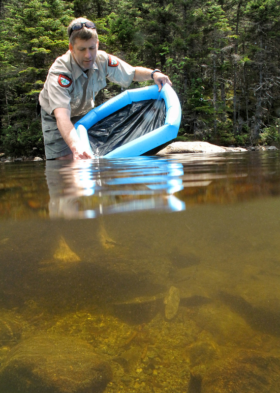 Greg Bell, who used a blow-up kiddie pool as a makeshift holding tank and carefully monitored the water temperature as it warmed, releases hatchery-raised fish into the pond.