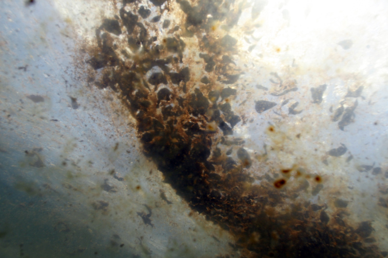 Patches of oil from the Deepwater Horizon spill are seen from an underwater vantage on Monday in the Gulf of Mexico south of Venice, La. Letter writers weigh in on the catastrophe.