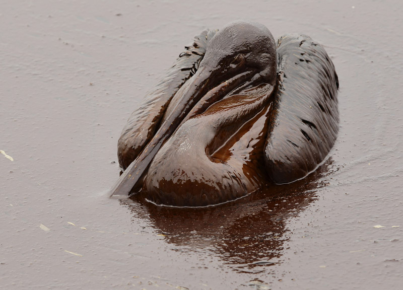 A brown pelican sits in heavy oil on the beach at East Grand Terre Island along the Louisiana coast today.